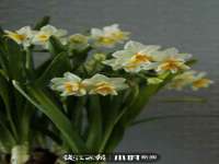 海口秀英区颖益臻选电子商务商行